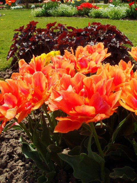 Tulipa double hative 'Guillaume d'Orange' PB 9